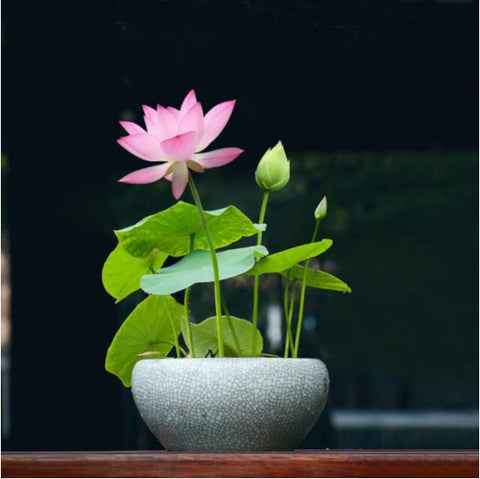 🔥🔥Japanese Bonsai Lotus Seeds 🔥🔥
