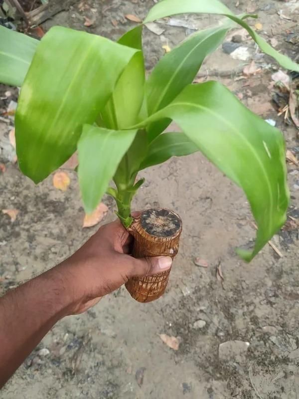 Lucky Brazil Wood Plant