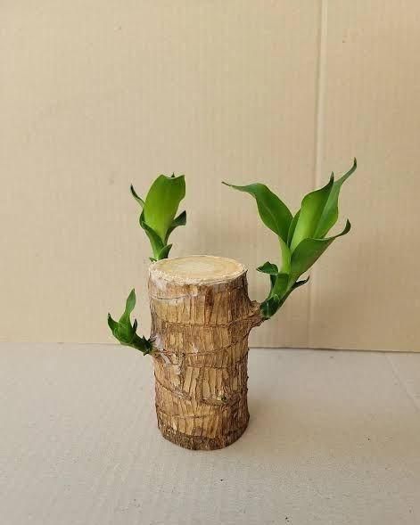 Lucky Brazil Wood Plant