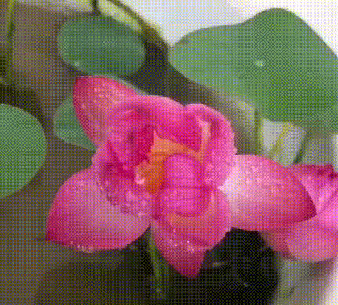 🔥🔥Japanese Bonsai Lotus Seeds 🔥🔥