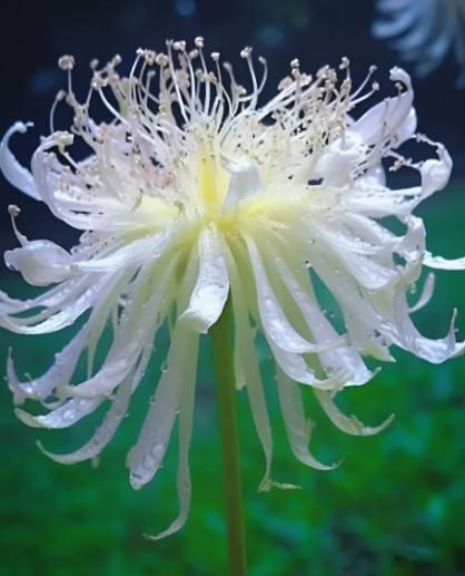 Lily Equinox Flower Bulbs