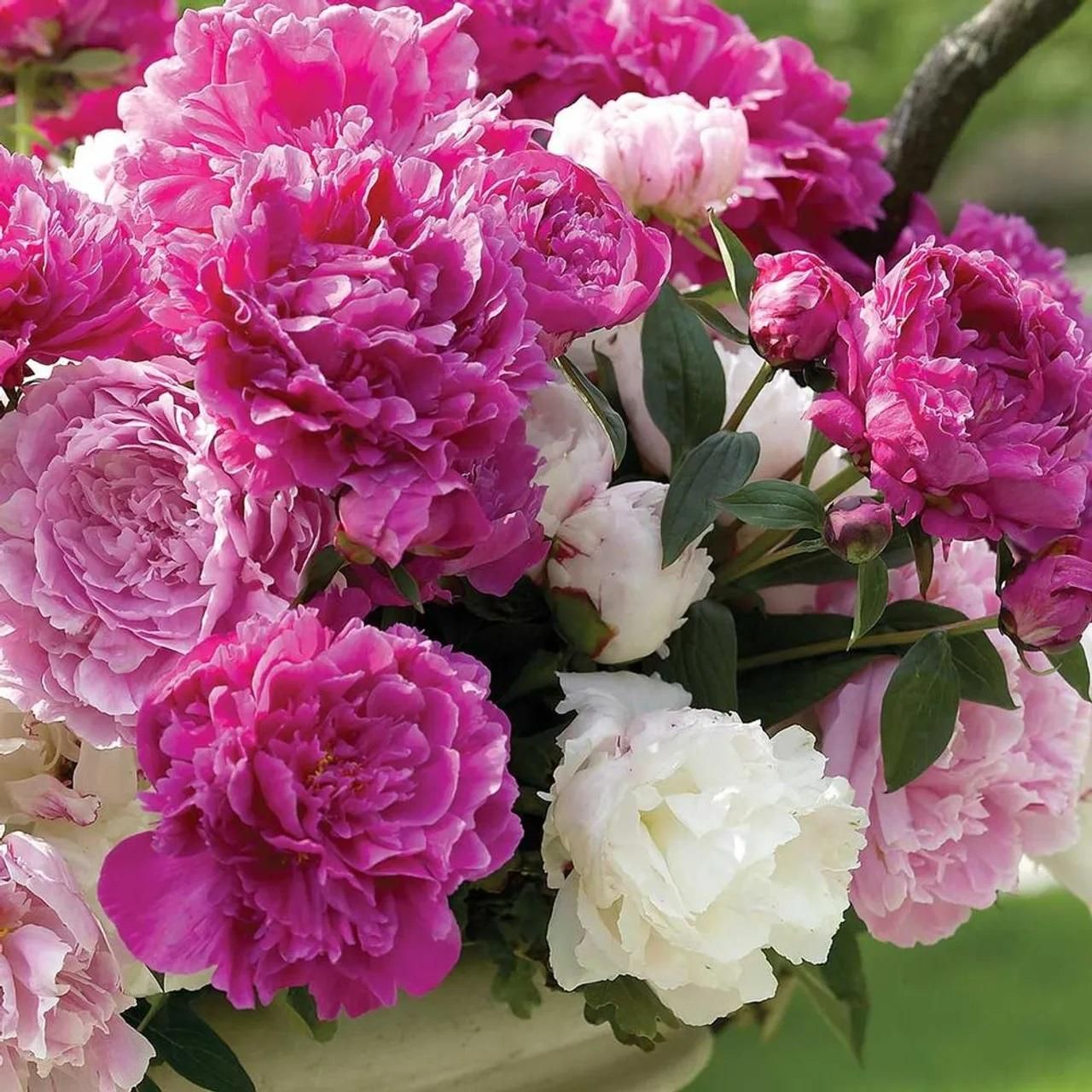 The Queen of Flowers -Peony Flower (BUY 10 GET 10 FREE)