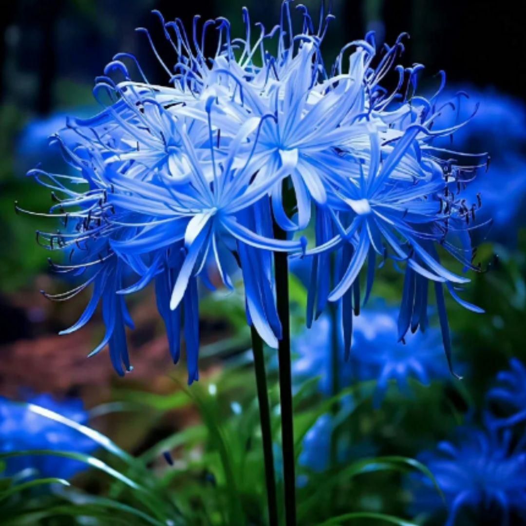 Lily Equinox Flower Bulbs