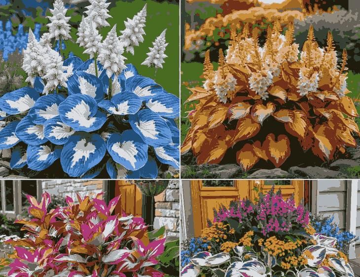 Cold-Hardy Hosta Flowers