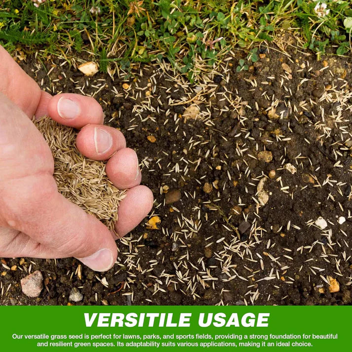 Grass Seeds Hybrid Best For Your Beautiful Home Gardening (Pack Of 100 seeds) 🌿