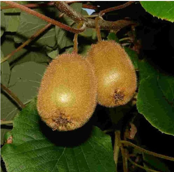 Kiwi Planting Seeds