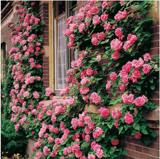 Climbing Rose Flower Seeds
