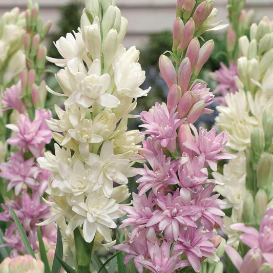 Rajnigandha Double Petal Tuberose Bulbs 🔥BUY 1 GET 1 FREE🔥