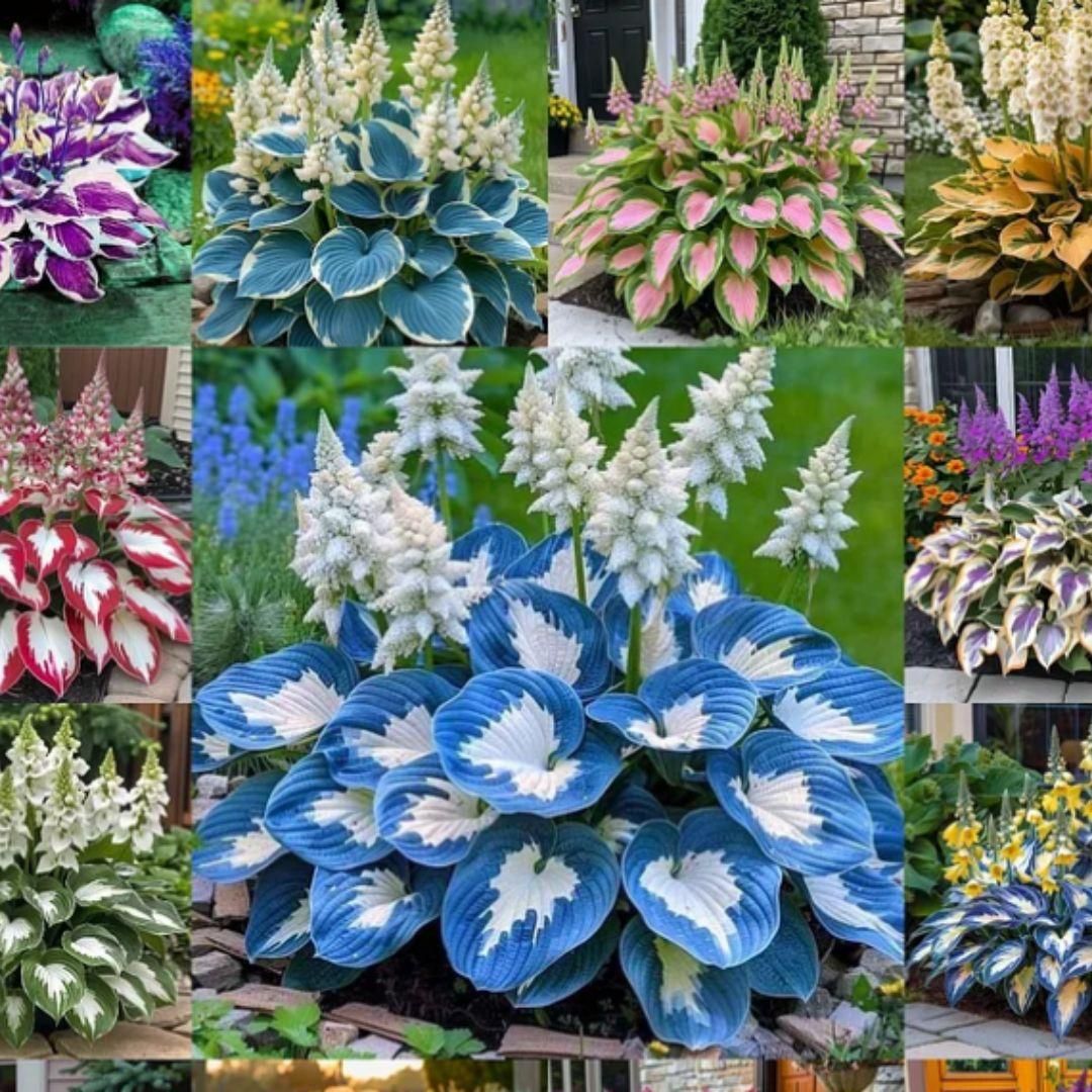 Cold-Hardy Hosta Flowers