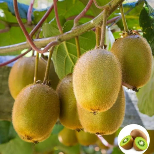 Kiwi Planting Seeds