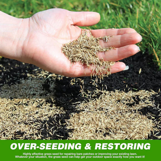 Grass Seeds Hybrid Best For Your Beautiful Home Gardening (Pack Of 100 seeds) 🌿